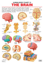 Thumbnail for Dreamland Publications Educational Chart for Kids - The Brain - Distacart