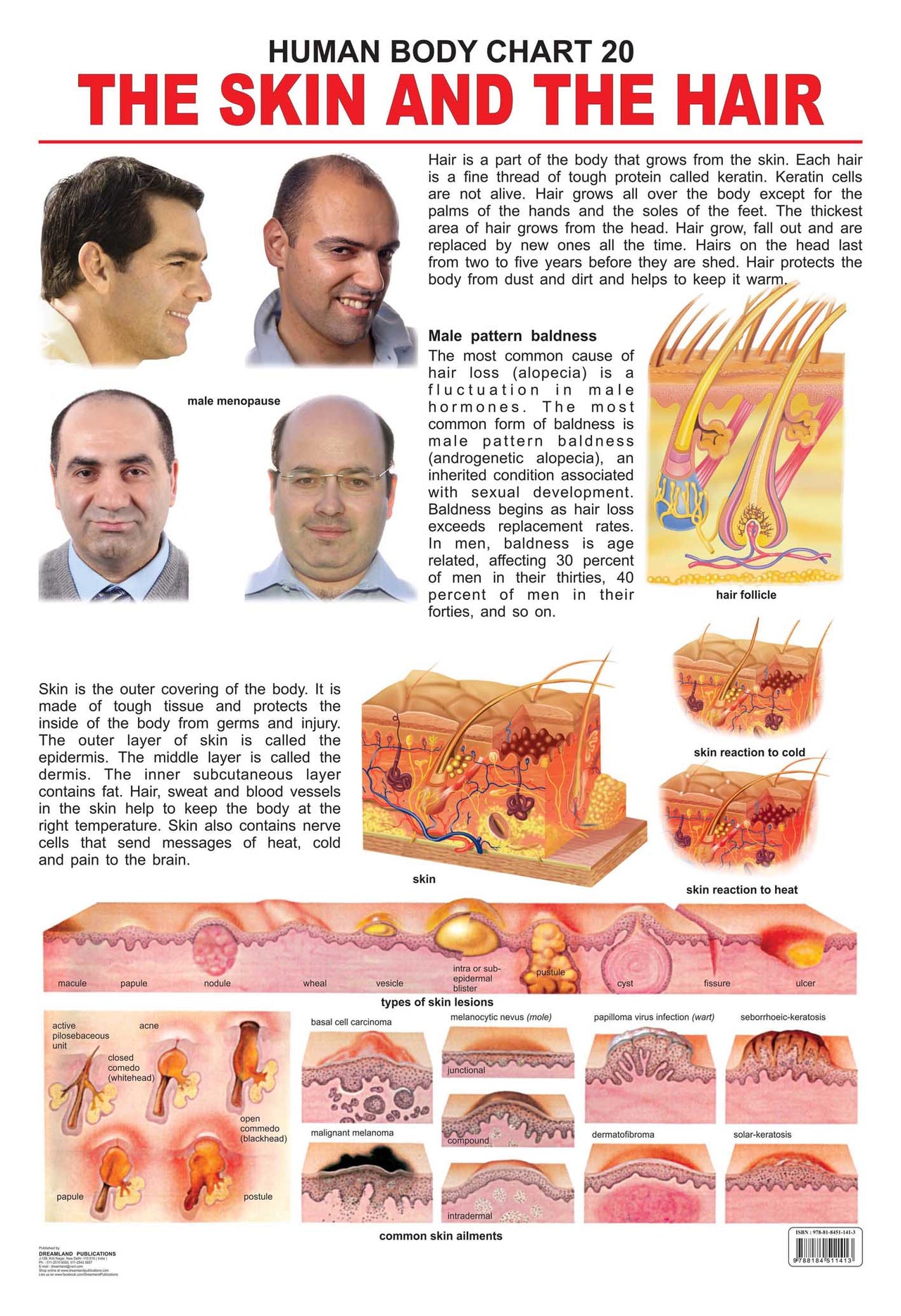 Dreamland Publications The Hair & the Skin : Children Reference Educational Laminated Chart - Distacart