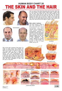 Thumbnail for Dreamland Publications The Hair & the Skin : Children Reference Educational Laminated Chart - Distacart