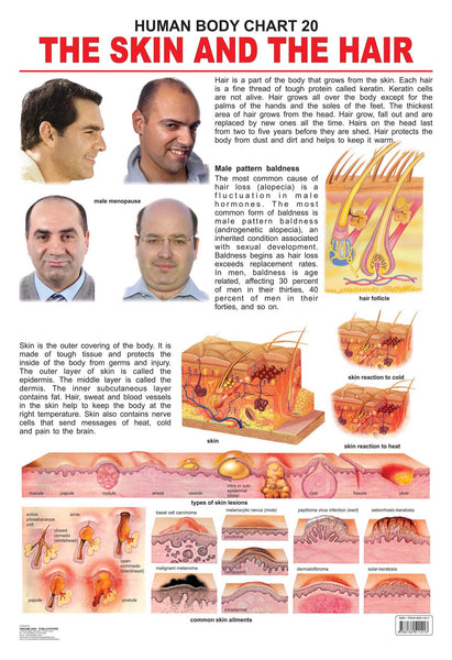 Dreamland Publications The Hair & the Skin : Children Reference Educational Laminated Chart - Distacart