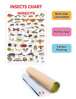 Thumbnail for Dreamland Publications Educational Chart for Kids - Insect - Distacart