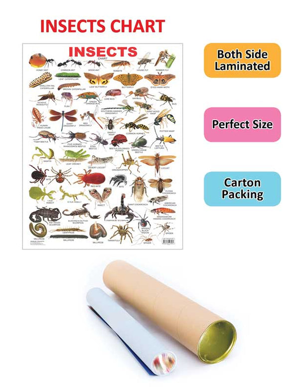 Dreamland Publications Educational Chart for Kids - Insect - Distacart