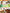 Dreamland Publications Explore Animal Kingdom Encyclopedia : Children's Reference Book - Distacart