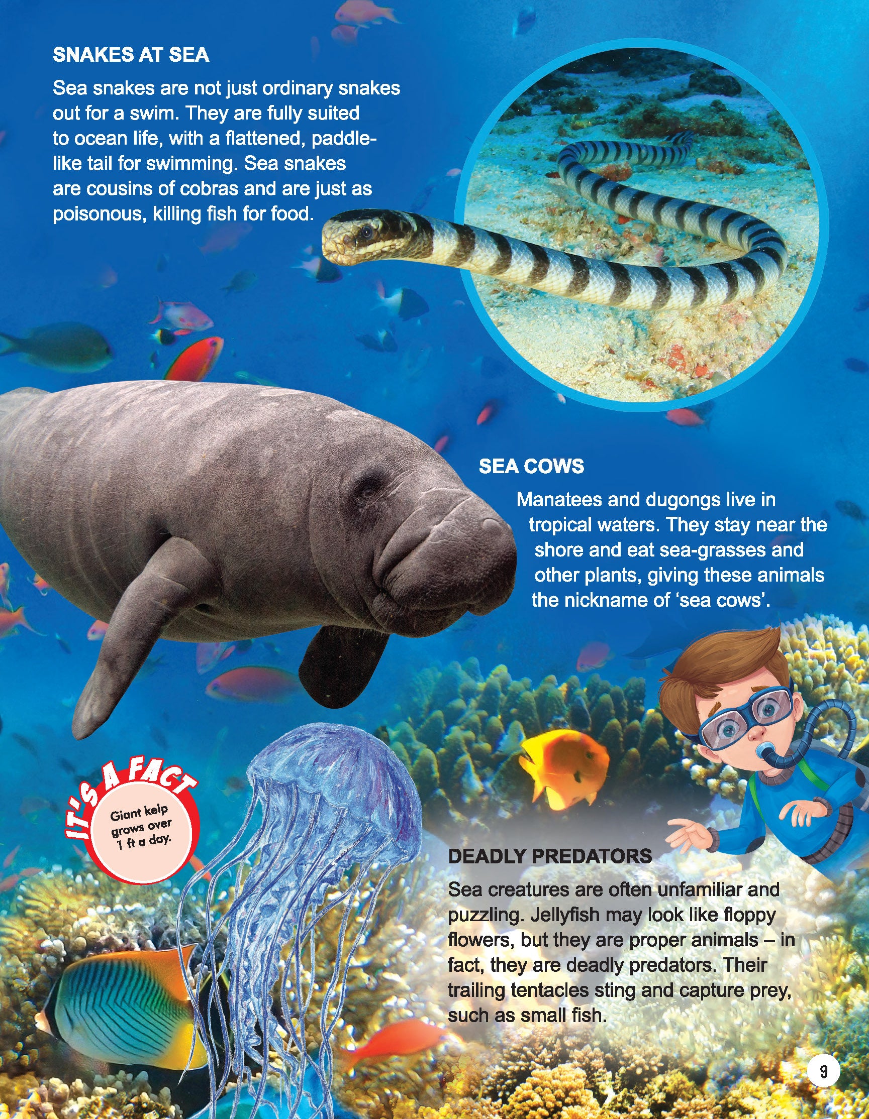 Dreamland Publications Explore Ocean World Encyclopedia : Children's Reference Book - Distacart