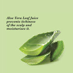 Thumbnail for True Frog Anti Dandruff Shampoo - Distacart