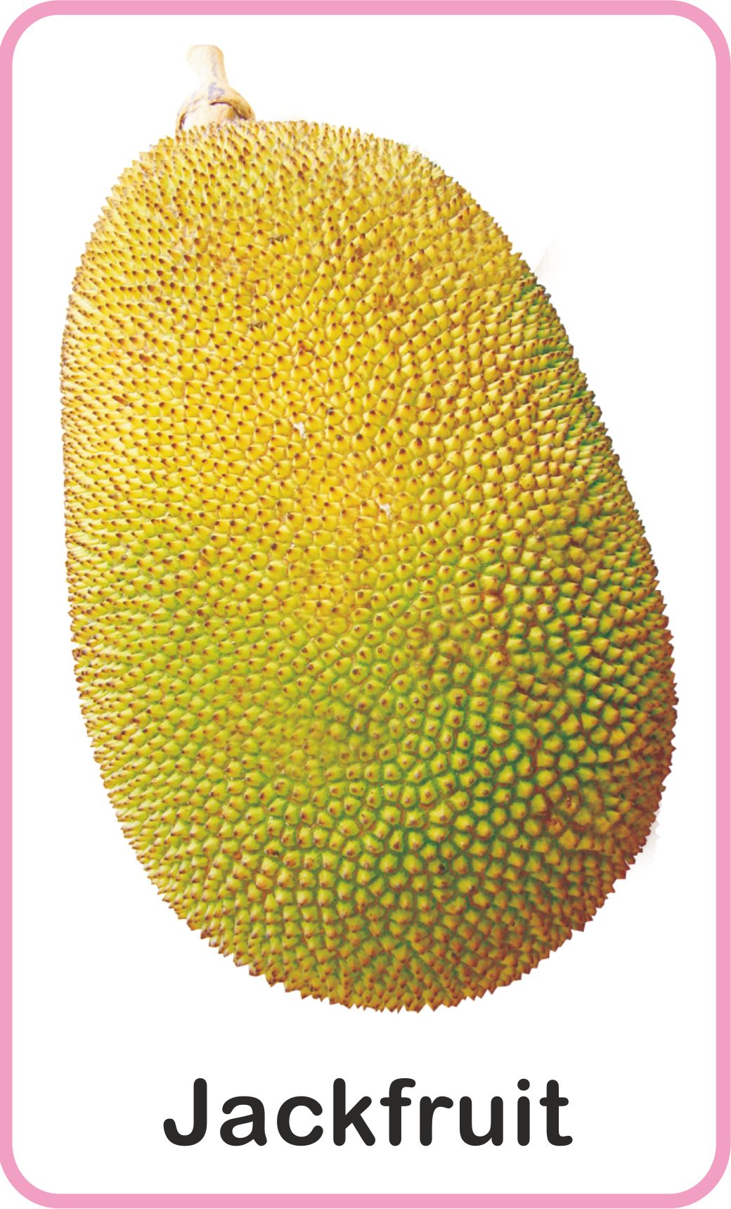 Jolly Kids Flash Card - Fruits - Distacart