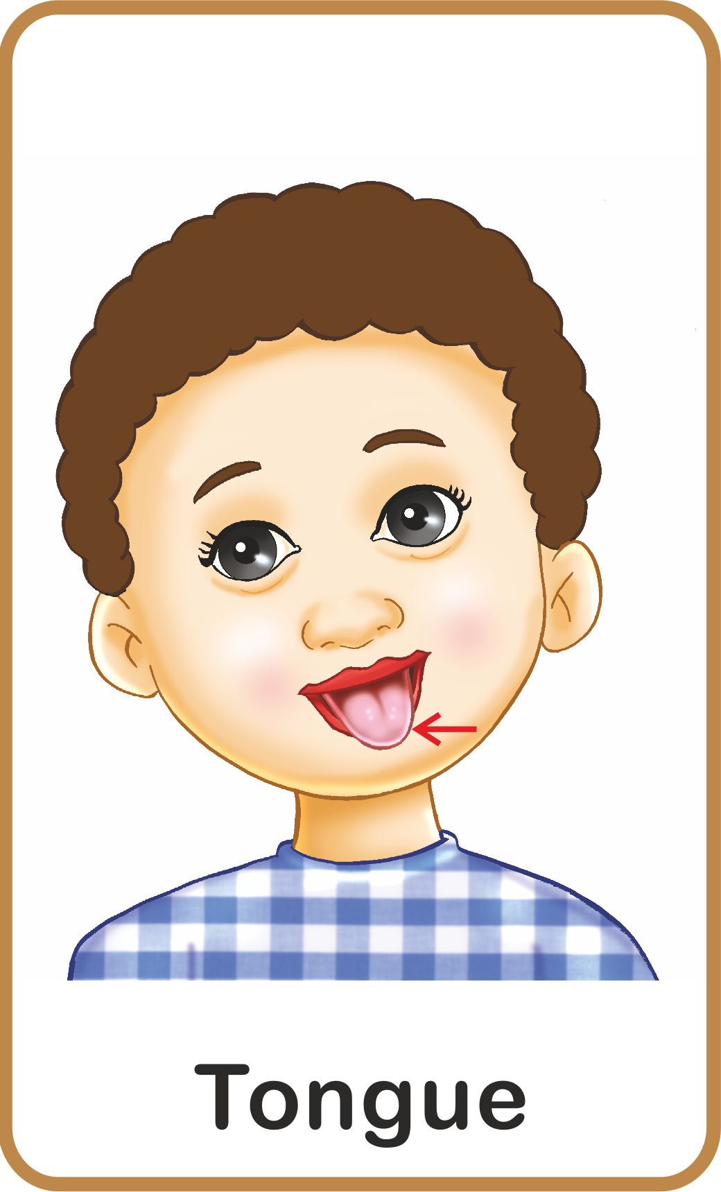Jolly Kids Flash Card - My Body Parts - Distacart