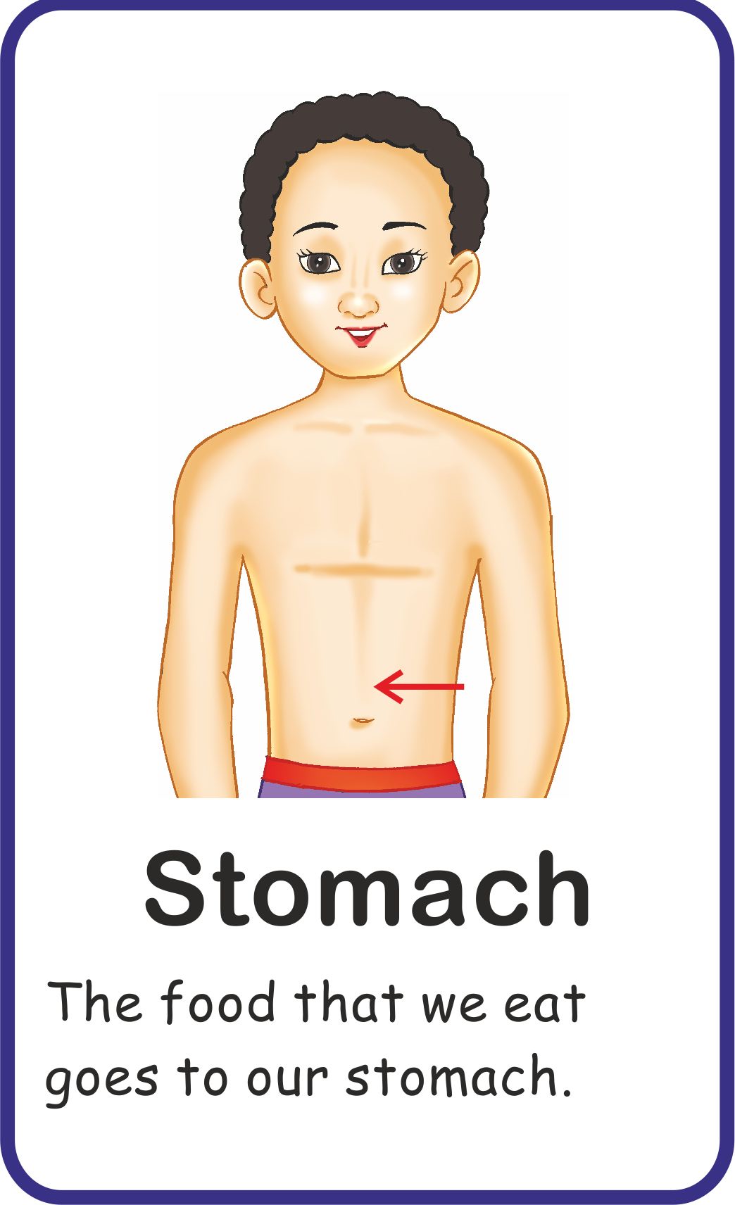 Jolly Kids Flash Card - My Body Parts - Distacart