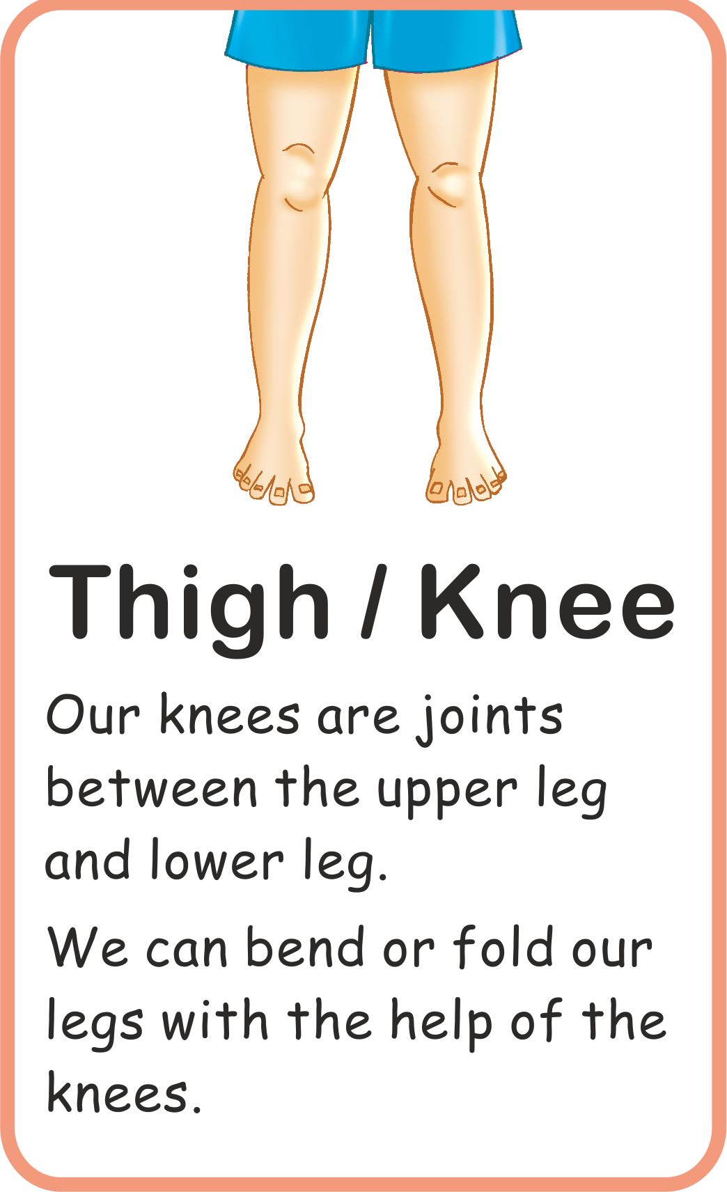 Jolly Kids Flash Card - My Body Parts - Distacart