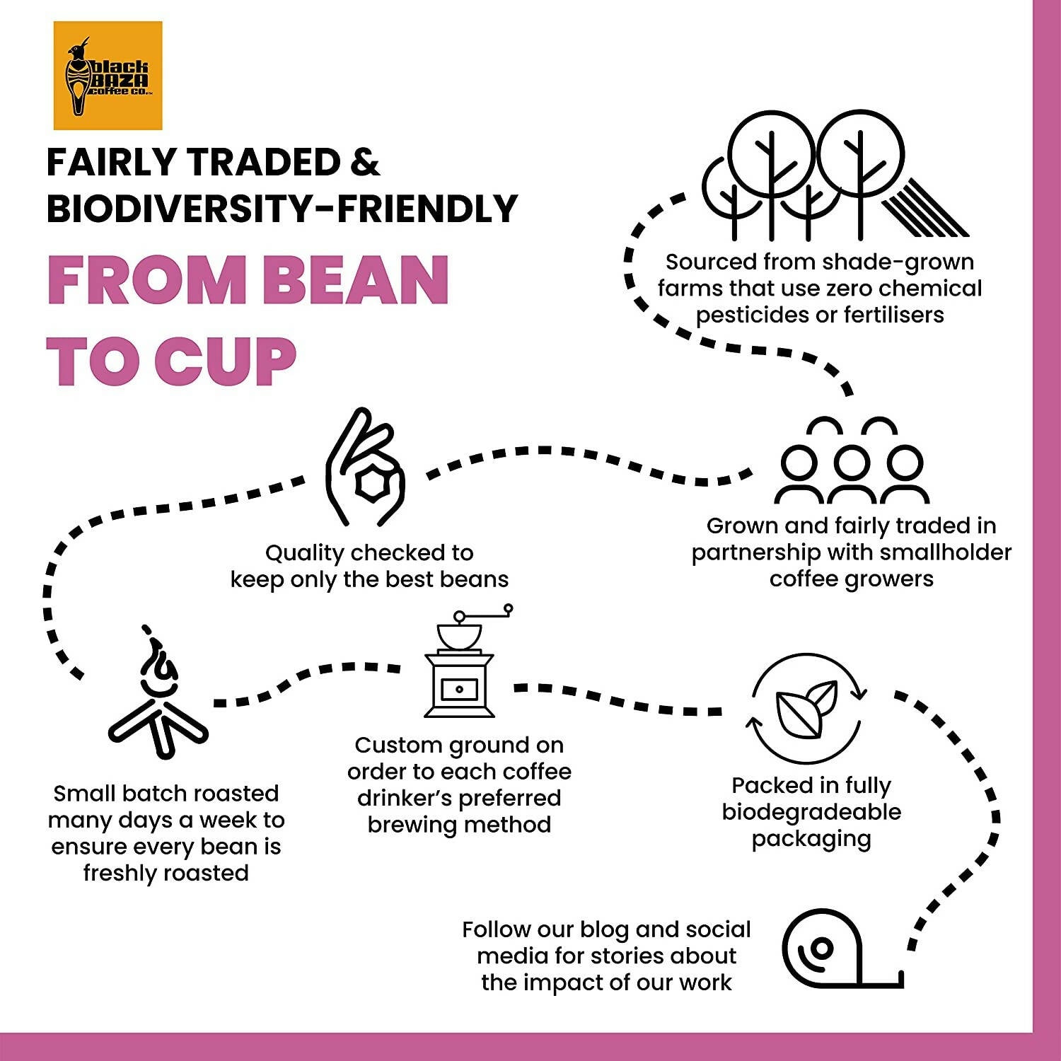 Black Baza Coffee Ficus - Distacart