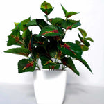 Thumbnail for Chahat Decorative Artificial plant For Home