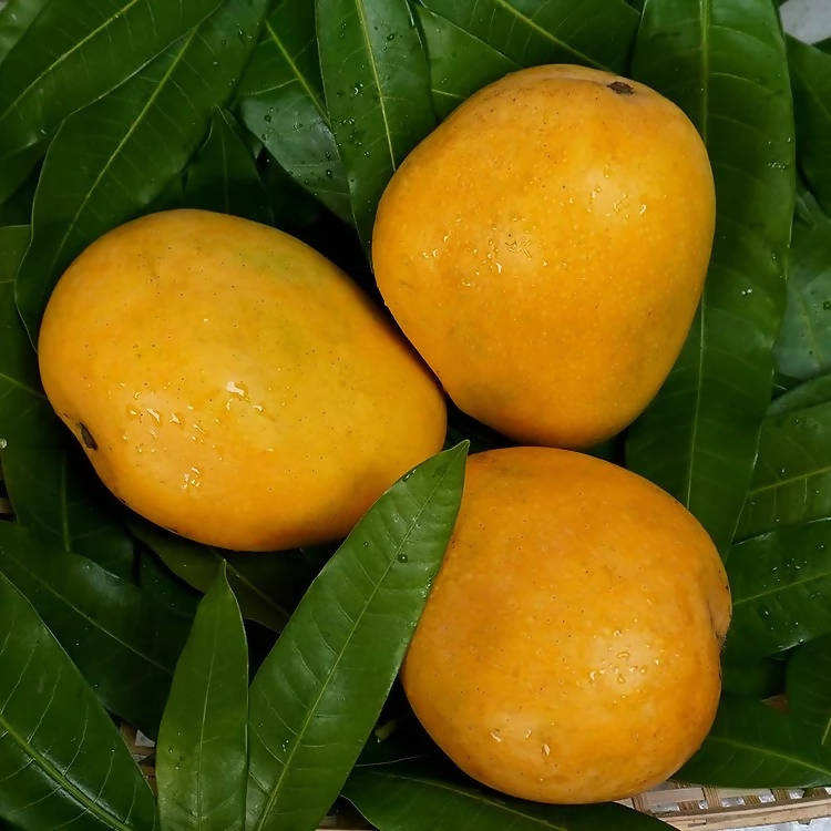 Banganapalli Mangoes - Distacart