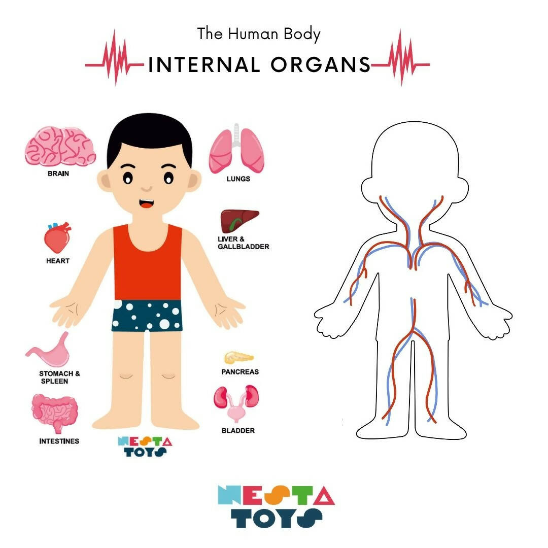 Nesta Toys Human Body | Internal Organs Wooden Puzzle - Distacart