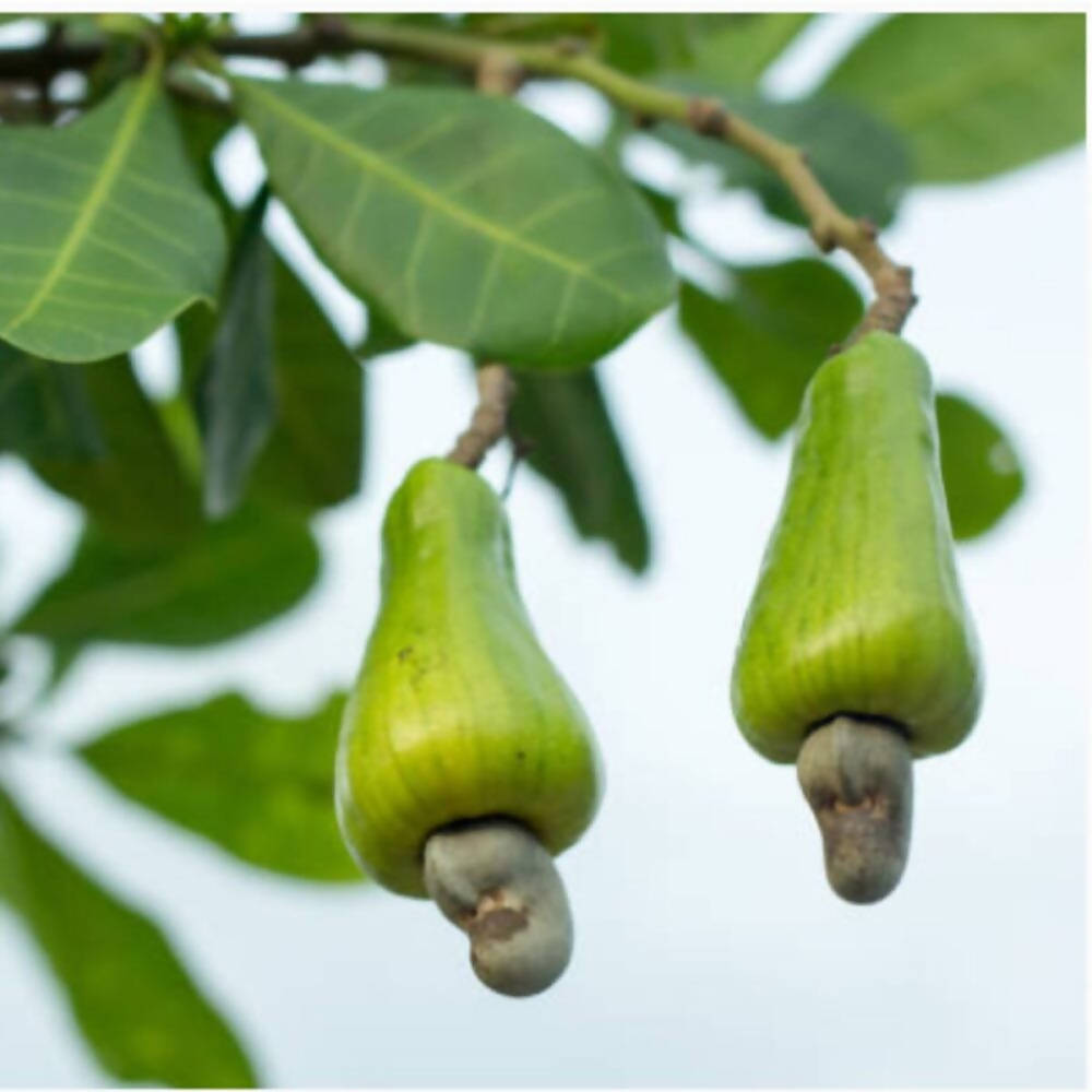 Freshon Organic Cashew - Distacart
