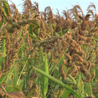 Thumbnail for Freshon Barnyard Millet - Organically Grown - Distacart