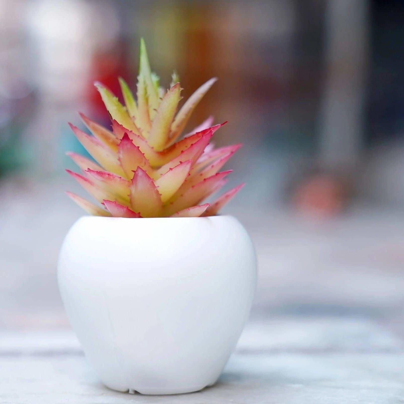 Chahat Decorative Artificial plant For Home