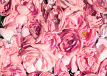 Thumbnail for   Rose Otto Essential Oil