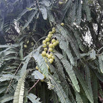 Thumbnail for Amorearth Amlaprash