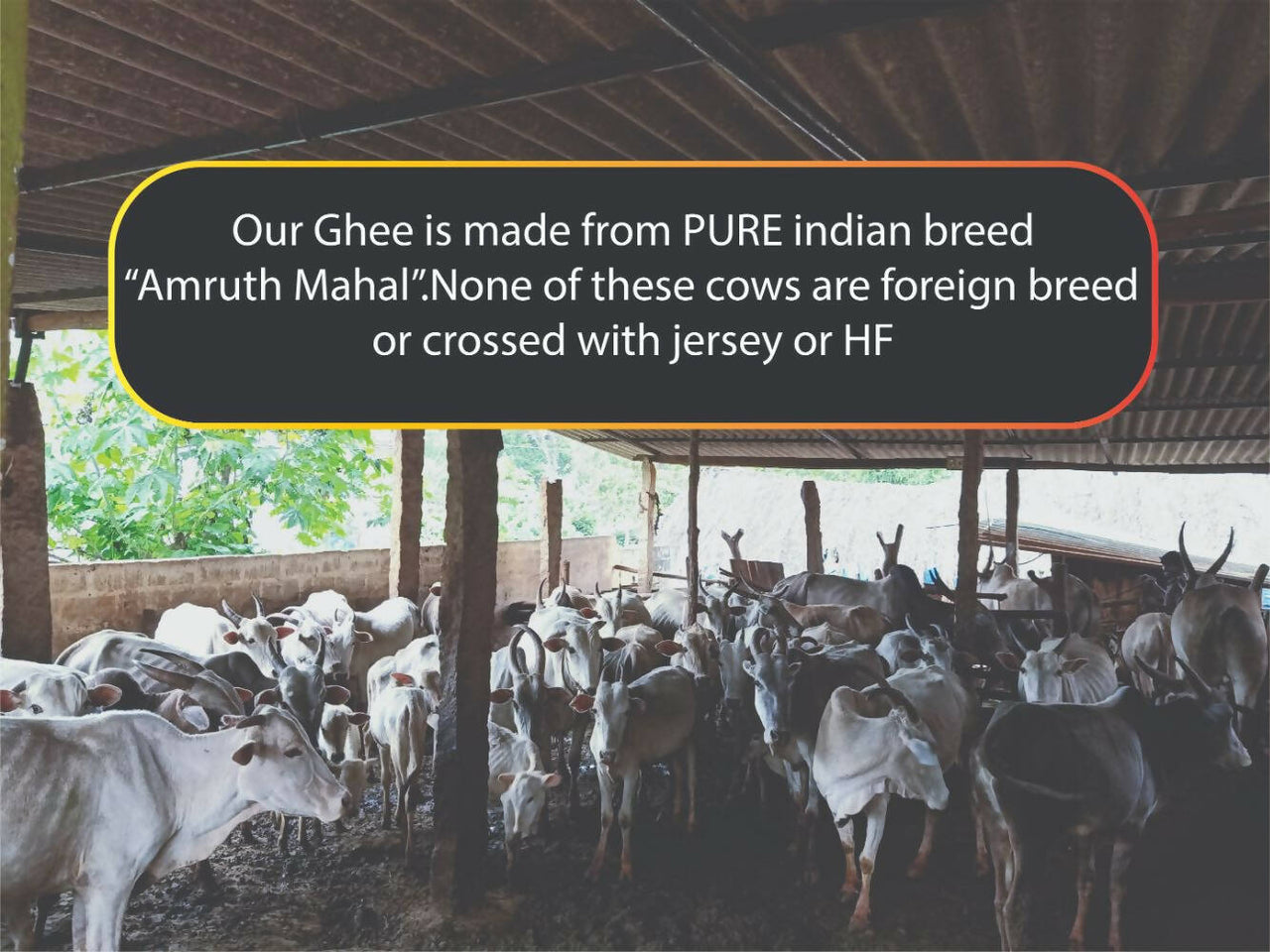 Tatsat Full Moon Day Ghee From Forest Gazing Amruth Mahal A2 Cows - Distacart