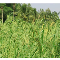 Thumbnail for Little Millet Whole Grain Flour