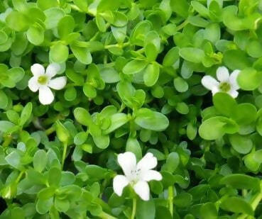 Hetha Brahmi Ghrita/Brahmi Ghee - Distacart