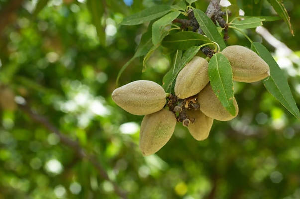 Freshon Organic Almonds - Distacart