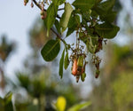 Thumbnail for Freshon Organic Cashew - Distacart