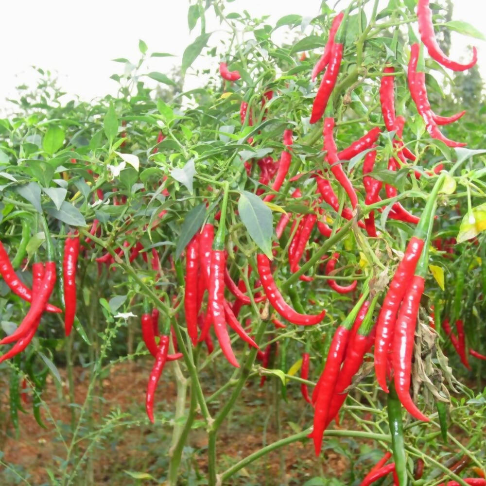 Freshon Red Chilly Byadagi (Naturally Grown)