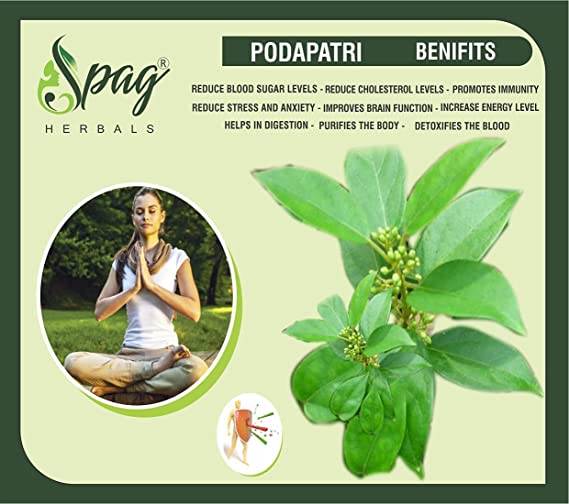 Spag Herbals Podapatri Powder - Distacart