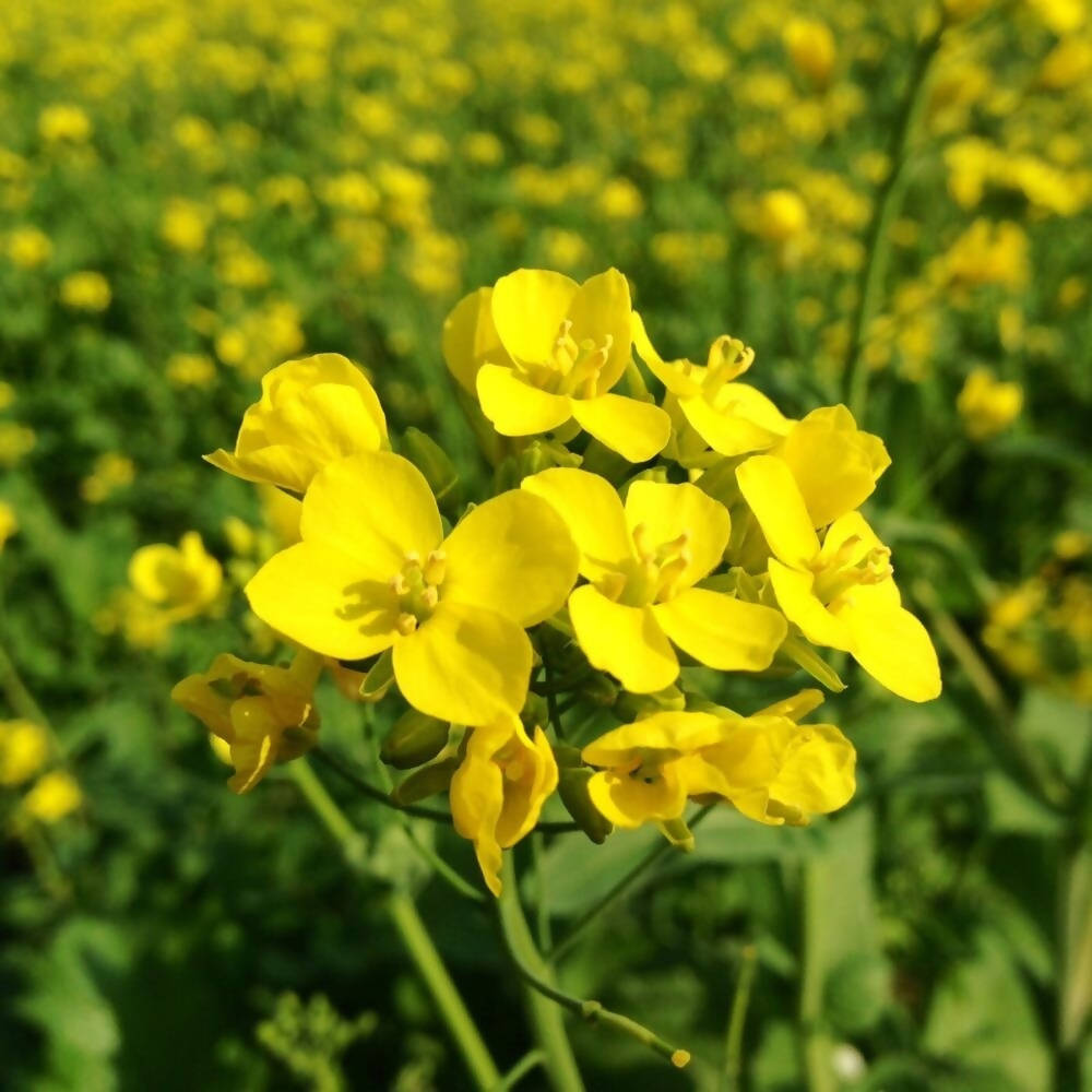 Freshon Mustard Seeds Small (Natural) - Distacart