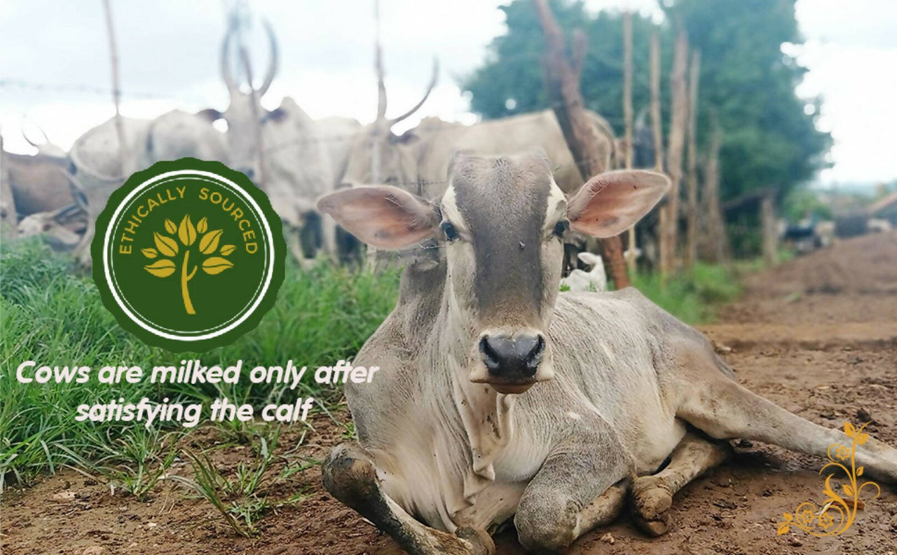 Tatsat Full Moon Day Ghee From Forest Gazing Amruth Mahal A2 Cows - Distacart