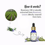Thumbnail for The Beauty Co. Rosemary Essential Oil - Distacart