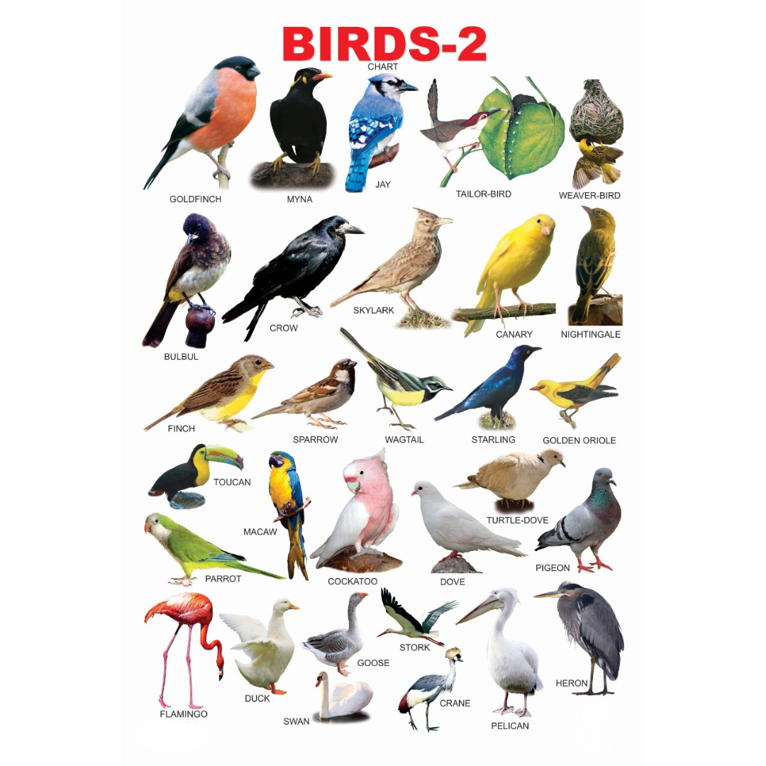 Dreamland Publications Educational Chart for Kids - Birds-2 - Distacart
