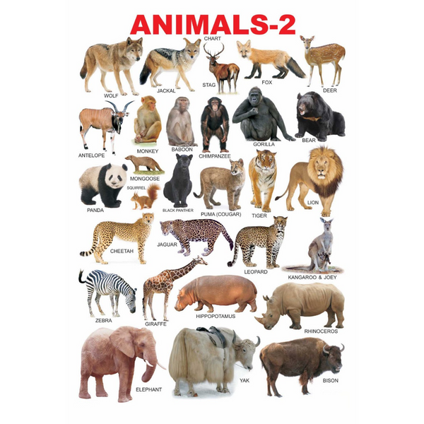 Dreamland Publications Educational Chart for Kids - Animals-2 - Distacart
