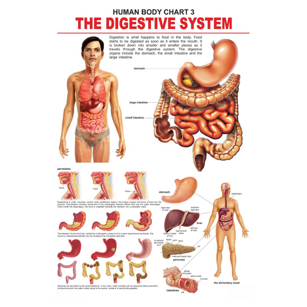 Dreamland Publications Educational Chart for Kids - The Digestive System - Distacart