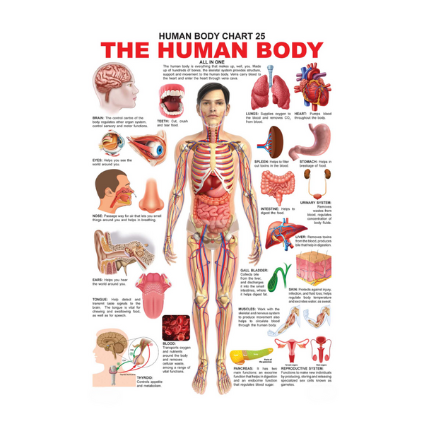 Dreamland Publications Educational Chart for Kids - The Human Body Chart - Distacart