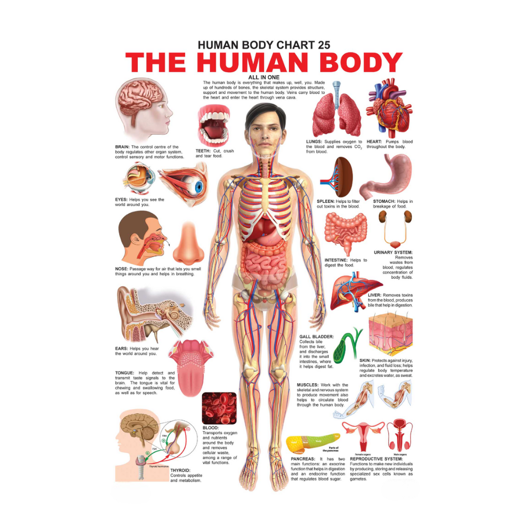 Buy Dreamland Publications Educational Chart for Kids - The Human Body ...