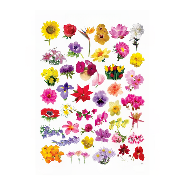 Dreamland Publications Educational Chart for Kids - Flower - Distacart