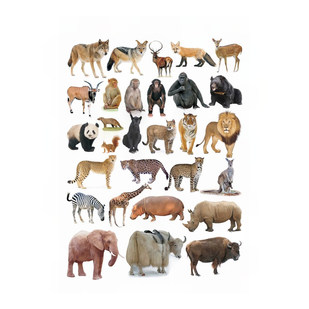 Dreamland Publications Educational Chart for Kids - Animals-2 - Distacart
