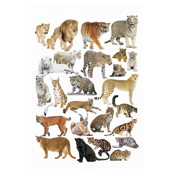 Dreamland Publications Educational Chart for Kids - Cat Family Chart - Distacart