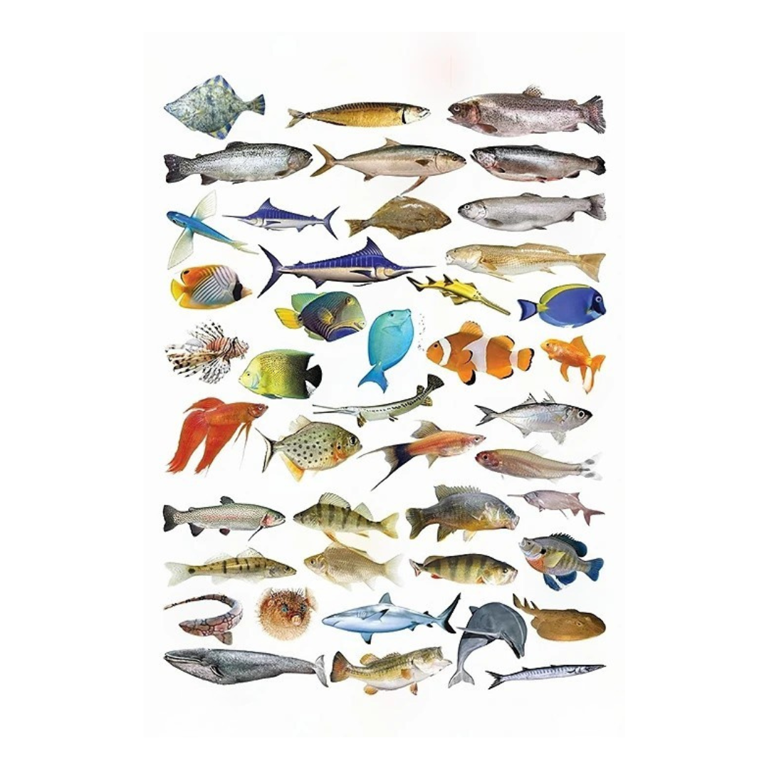 Dreamland Publications Educational Chart for Kids - Fish - Distacart