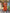 Vegaa Fashion Orange Vichitra Silk Embroidered Salwar Suit
