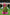 Lorenvalley Green and Pink Dola Silk Shibori Print With Zari Weaving Border Lehenga Choli - Distacart