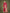 Monjolika Fashion Hot Pink With Gold Bordar Banarasi Woven Satin Saree