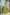 Lorenvalley Parotgreen Rayon Plain And Lace Border With Gotta Patti Touch Up Lehenga Choli