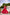 Lorenvalley Fashion Red Pure Chanderi Bandhej Print With Lace Touch Up Lehenga Choli with Dupatta