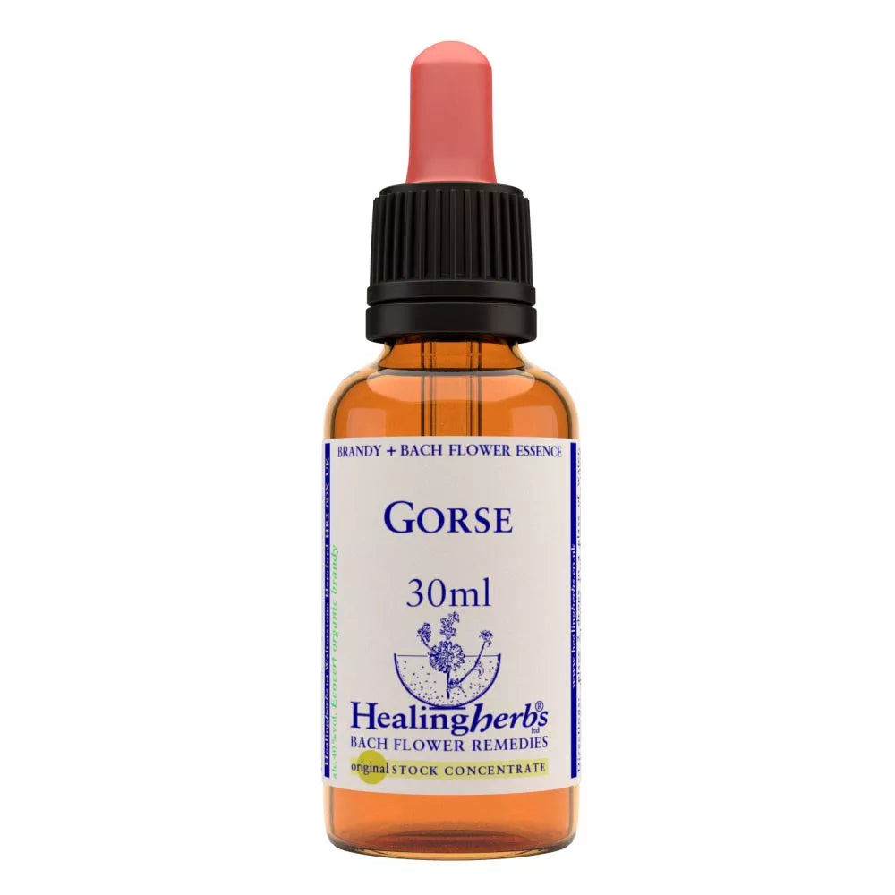 Healing Herbs Gorse - Distacart