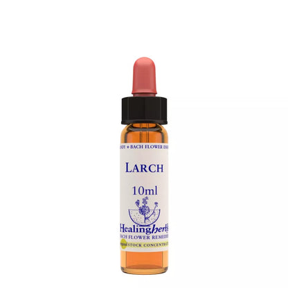 Healing Herbs Larch - Distacart
