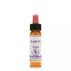 Healing Herbs Larch - Distacart