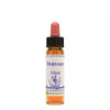Healing Herbs Vervain - Distacart